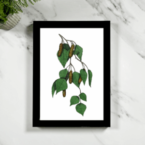 Birch Branch Framed Giclée Art Print