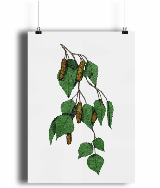 Birch Branch Giclée Art Print