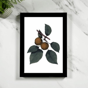 Crab Apple Framed Giclée Art Print