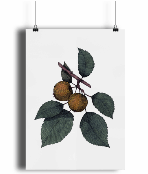 Crab Apple Giclée Art Print
