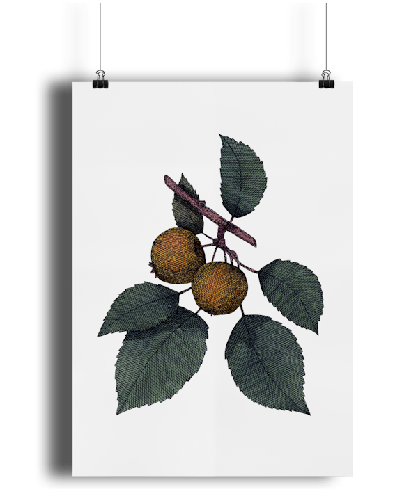 Crab Apple Giclée Art Print