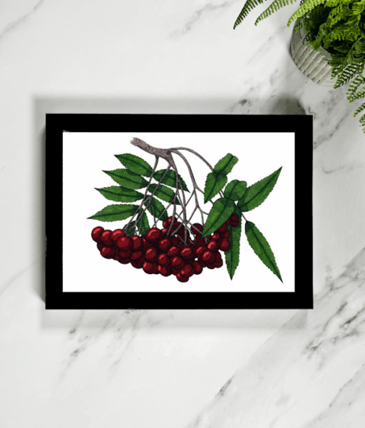 Rowan Framed Giclée Art Print