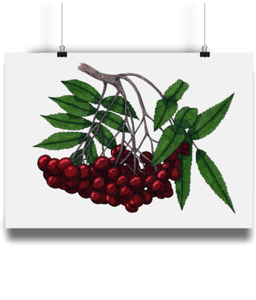 Rowan Giclée Art Print